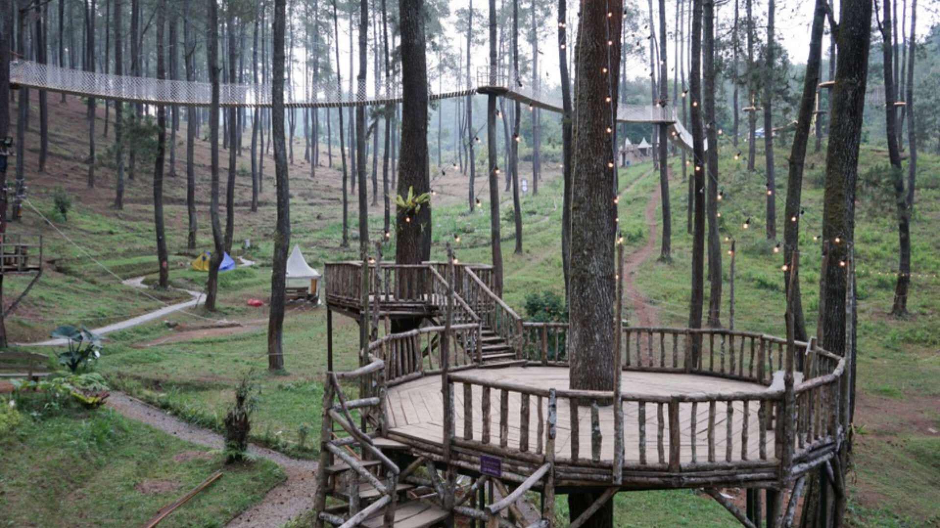 Hutan Pinus Cikole: Wisata Alam Asri di Bandung